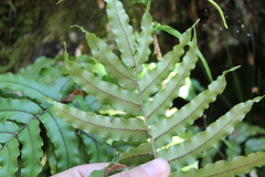 Blechnum montanum