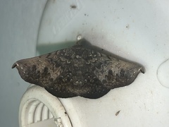 Drepanoperas falcigera