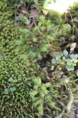 Dendroligotrichum tongariroense