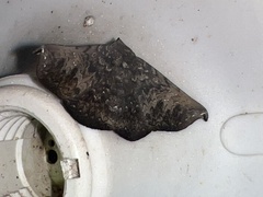 Drepanoperas falcigera