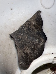 Drepanoperas falcigera