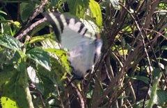 Graphium antiphates itamputi
