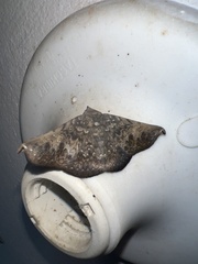 Drepanoperas falcigera