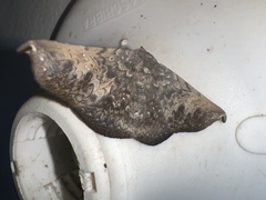 Drepanoperas falcigera