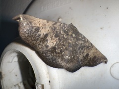 Drepanoperas falcigera