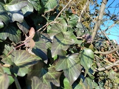 Hedera crebrescens