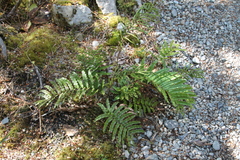 Blechnum montanum