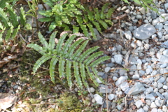 Blechnum montanum