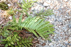 Blechnum montanum