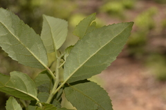 Hedycarya angustifolia
