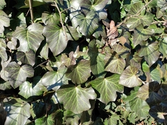 Hedera crebrescens