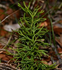 Lycopodium deuterodensum