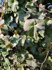 Hedera crebrescens