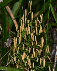 Lycopodium deuterodensum