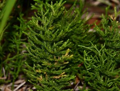 Lycopodium deuterodensum