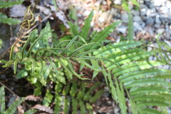 Blechnum montanum