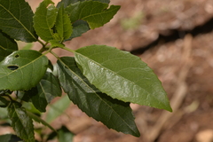 Hedycarya angustifolia