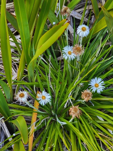 Image of Celmisia petriei by no rights reserved