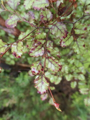 Nothofagus fusca