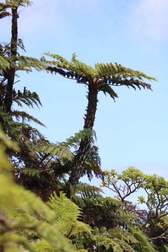 Dicksonia arborescens