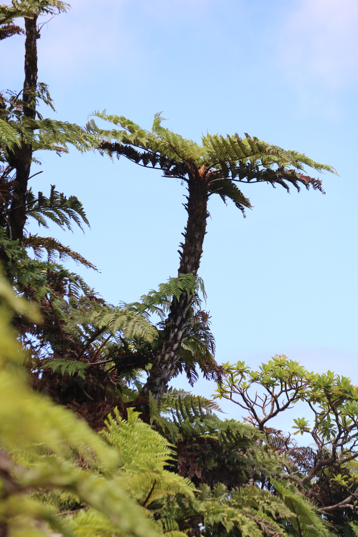 Dicksonia arborescens