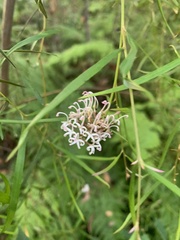 Grevillea linearifolia