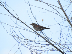 Turdus eunomus