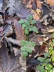 Chaerophyllum temulum