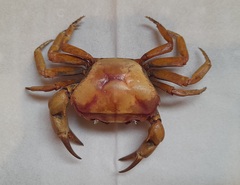 Parathelphusa convexa