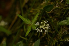 Hydrocotyle geraniifolia