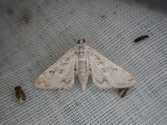 Parapoynx diminutalis