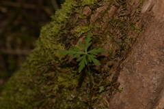 Hydrocotyle geraniifolia