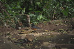 Turdus dissimilis