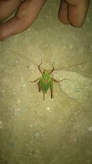 Barbitistes serricauda