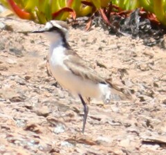 Charadrius sanctaehelenae