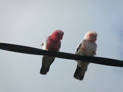 Cacatua sanguinea × Eolophus roseicapilla