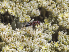 Camponotus feae
