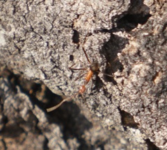 Leptomyrmex