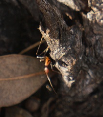 Leptomyrmex