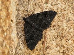 Xanthorhoe anthracinata