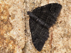 Xanthorhoe anthracinata