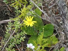 Brachyglottis lagopus