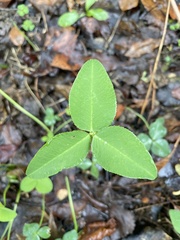 Trifolium pratense