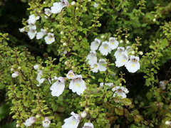 Euphrasia cuneata