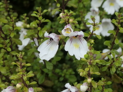 Euphrasia cuneata