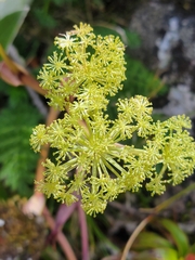 Anisotome haastii
