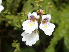 Euphrasia cuneata