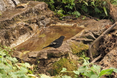 Turdus boulboul