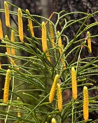Lycopodium deuterodensum
