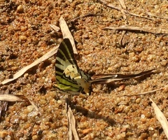 Graphium antiphates itamputi